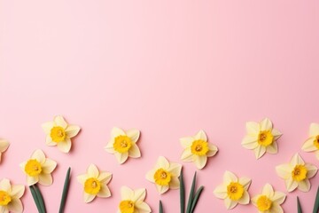  a group of yellow daffodils on a pink background with a place for a text or an image of daffodils on a pink background with yellow daffodils.