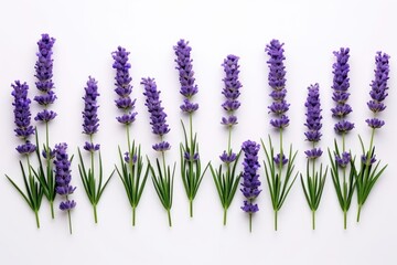 Fototapeta premium a row of lavender flowers on a white background with green stems and purple flowers in the middle of the row on the right side of the row of the row.