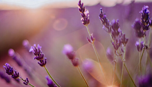 Vibrant purple lavender fields under golden sunlight in Valensole, France, evoking serenity and beauty