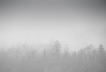 Zimowe gałęzie drzew w mglistym świetle poranka - obrazy, fototapety, plakaty