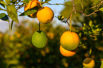 juicy oranges on branches in an orange orchard 3