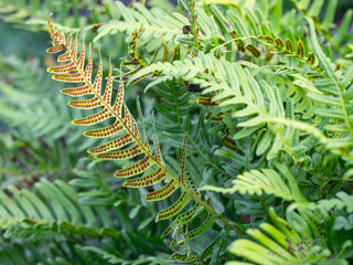 Tüpfelfarns (Polypodium vulgare) mit Sporenbehältern an den Farnwedeln. © goldi59