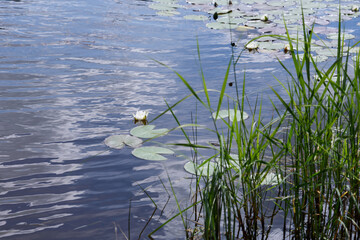 The surface of the lake.