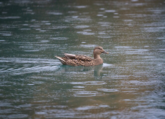 Duck