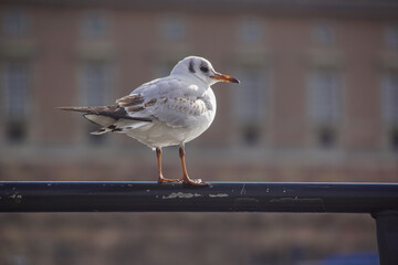 a bird standing in front of a building