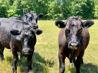 Fototapeta premium Black Angus Cows