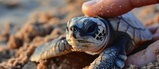 Naklejka premium Baby flatback turtle extracted from turtle nest on Groote Eylandt, Australia