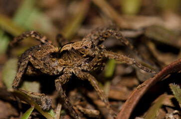 Wolf spider on the forest floor. Garajonay National Park. La Gomera. Canary Islands. Spain.