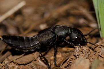 Devil's coach-horse beetle Ocypus olens. Garajonay National Park. La Gomera. Canary Islands. Spain.