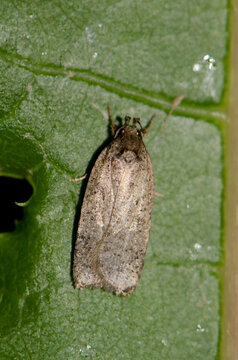 Moth Agonopteryx sp. Garajonay National Park. La Gomera. Canary Islands. Spain.