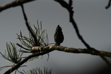 pine cone on a branch