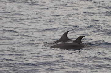 Fototapeta premium Common bottlenose dolphins Tursiops truncatus. Atlantic Ocean. Canary Islands. Spain.