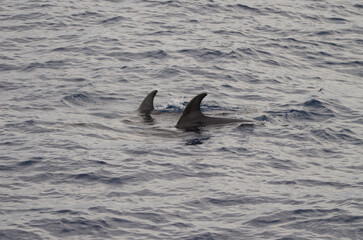Obraz premium Common bottlenose dolphins Tursiops truncatus. Atlantic Ocean. Canary Islands. Spain.