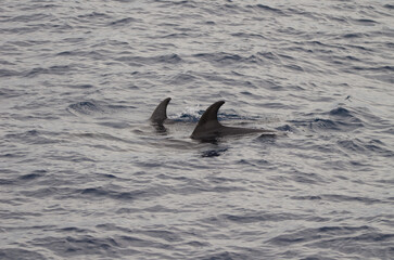 Common bottlenose dolphins Tursiops truncatus. Atlantic Ocean. Canary Islands. Spain.