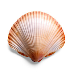 Scallops shell isolated on white background.
