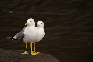Yellow-legged gulls Larus michahellis atlantis. Valle Gran Rey. La Gomera. Canary Islands. Spain.