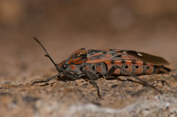 Seed bug Spilostethus pandurus tetricus. Valle Gran Rey. La Gomera. Canary Islands. Spain.