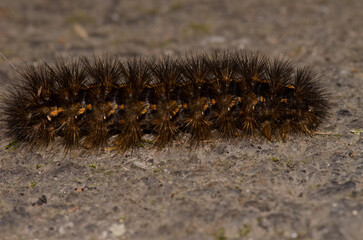 Caterpillar of the moth Canararctia rufescens gomerensis. Garajonay National Park. La Gomera. Canary Islands. Spain.