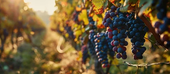 Papier Peint photo autocollant Vignoble Swiftly harvesting grapes. Blurry image