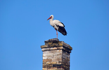 A stork sits on the roof of an old house.
