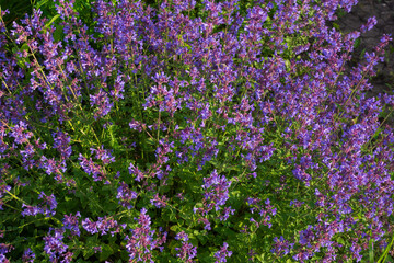 Decorative purple flowers in the park on a sunny day.