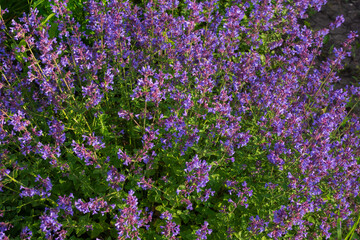 Fototapeta premium Decorative purple flowers in the park on a sunny day.