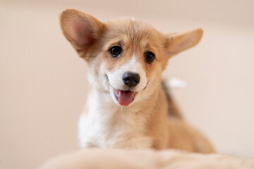 A corgi puppy on a light background looks directly into the camera