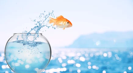 Foto op Plexiglas Goldfish leaps out of the aquarium to throw itself into the sea © alphaspirit