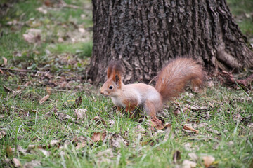 Naklejka na ściany i meble Autumn scene with a cute red squirrel. Sciurus vulgaris. Europeasn squirrel sitting on the stree stump.