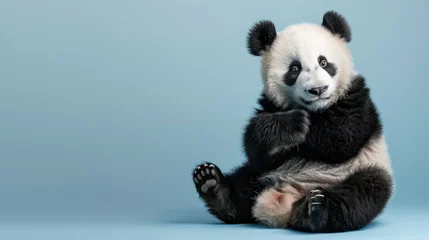 Fotobehang A funny panda sits on a blue background with space for your text © Alina Zavhorodnii