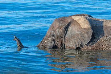Elephant Snorkeling Across a River