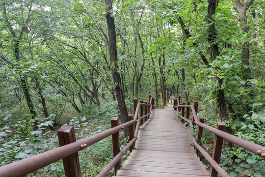 steep wooden staircase of a hiking trai