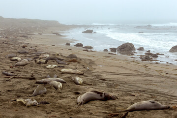 Elephant seals on the beach