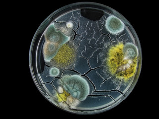 petri dish, mold, various types of fungi, aspergillus, acremonium, Cladosporium, black mold