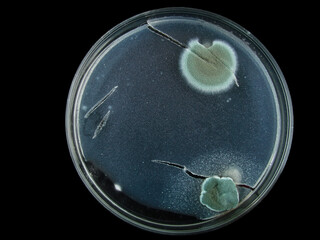 petri dish, mold, various types of fungi, aspergillus, acremonium, Cladosporium, black mold