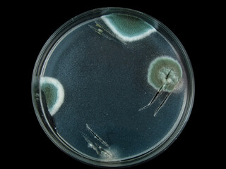 petri dish, mold, various types of fungi, aspergillus, acremonium, Cladosporium, black mold