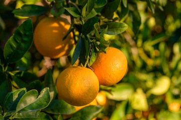 tangerines on branches in the garden during the day 8