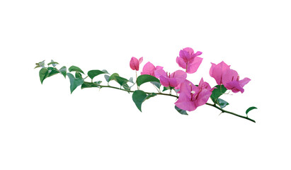 Bougainvillea isolated on white background