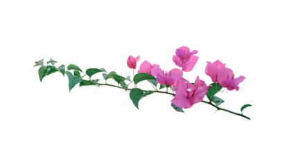 Bougainvillea isolated on transparent background