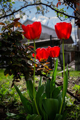 Tulips in the vegetable garden in the backyard in the garden in spring