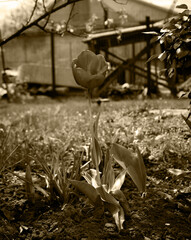 Tulips in the backyard vegetable garden in springtime with sepia effect