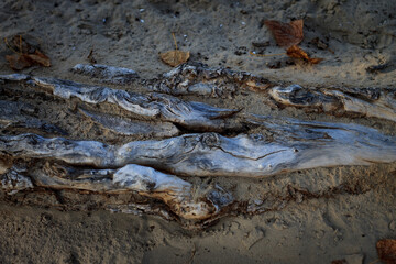 Color horizontal photo, tree roots on a sandy river bank on a cloudy autumn day on a natural background.