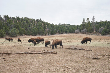 A number of bison grazing the ground for grass.