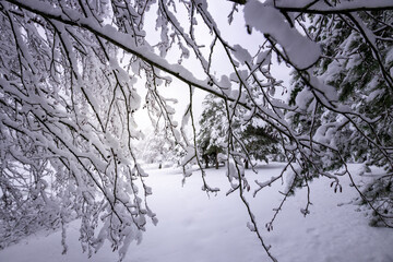 Obraz premium Alder branches covered with snow, sunshine on a winter day through the tree branches.