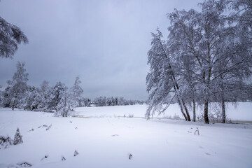 Birch trees covered with snow, near the river bank. Winter evening landscape, a lot of snow and frost