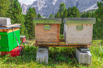 Bees in beehive