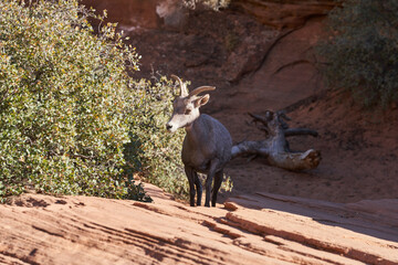 A bighorn sheep steps out of the shadows as it climbs a rock in zion nationl park