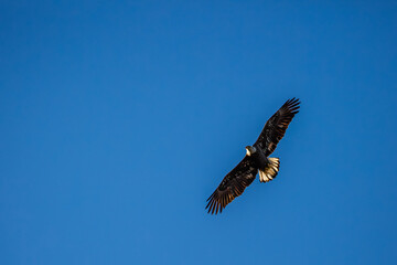 Three and a half year old bald eagle (Haliaeetus leucocephalus) soaring in a blue sky