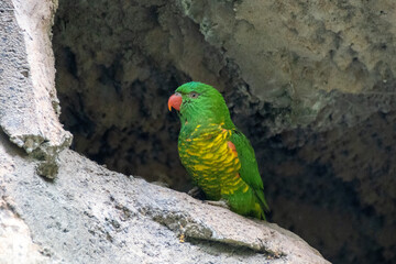 Parrot / Lorikeet
