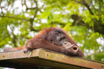 Orang-Utan in Captivity